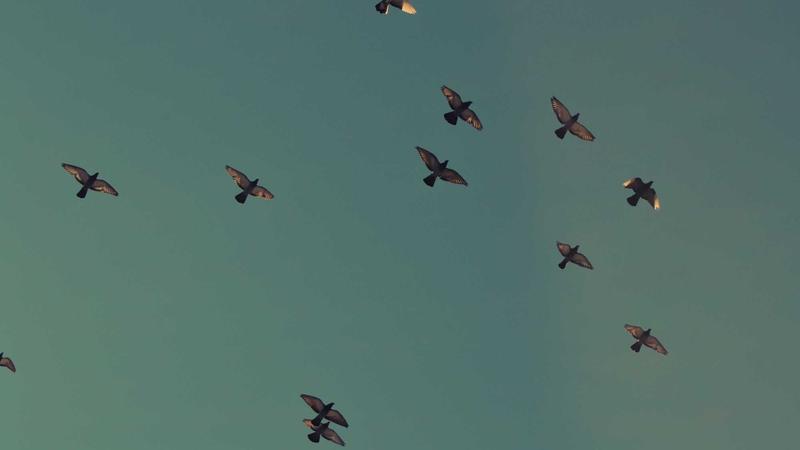 Featured image for Bot-1 Net article