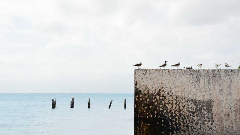 Featured image for Bot-1 Net article