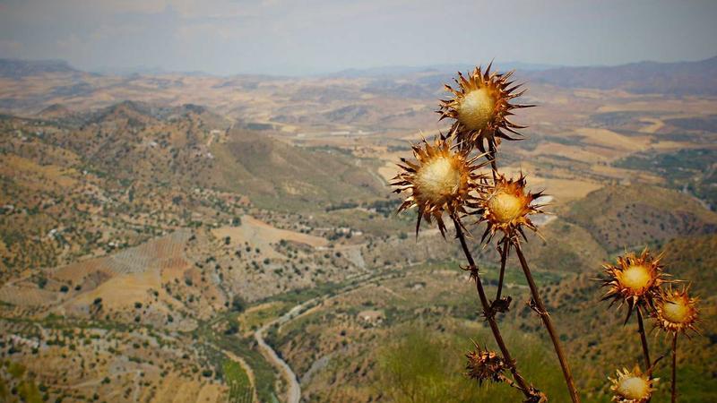 Featured image for Bot-1 Net article