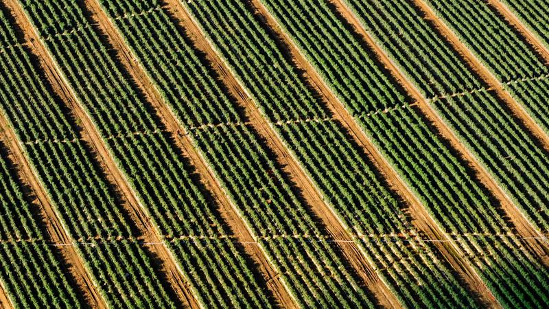 Featured image for Bot-1 Net article